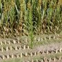 Corn Plants Green 50 pcs-1